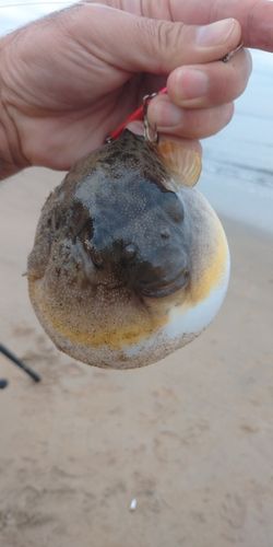 クサフグの釣果