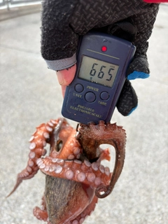 タコの釣果