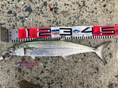 サゴシの釣果
