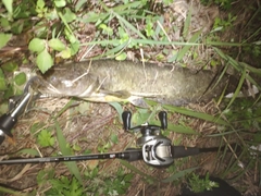 ナマズの釣果