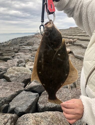 イシガレイの釣果