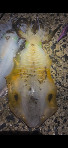 アオリイカの釣果