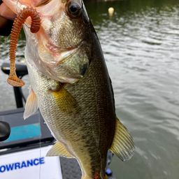 ラージマウスバス