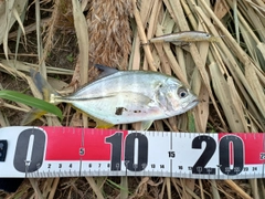 ギンガメアジの釣果