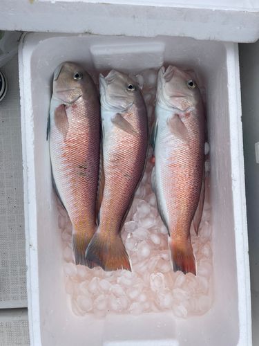 シロアマダイの釣果