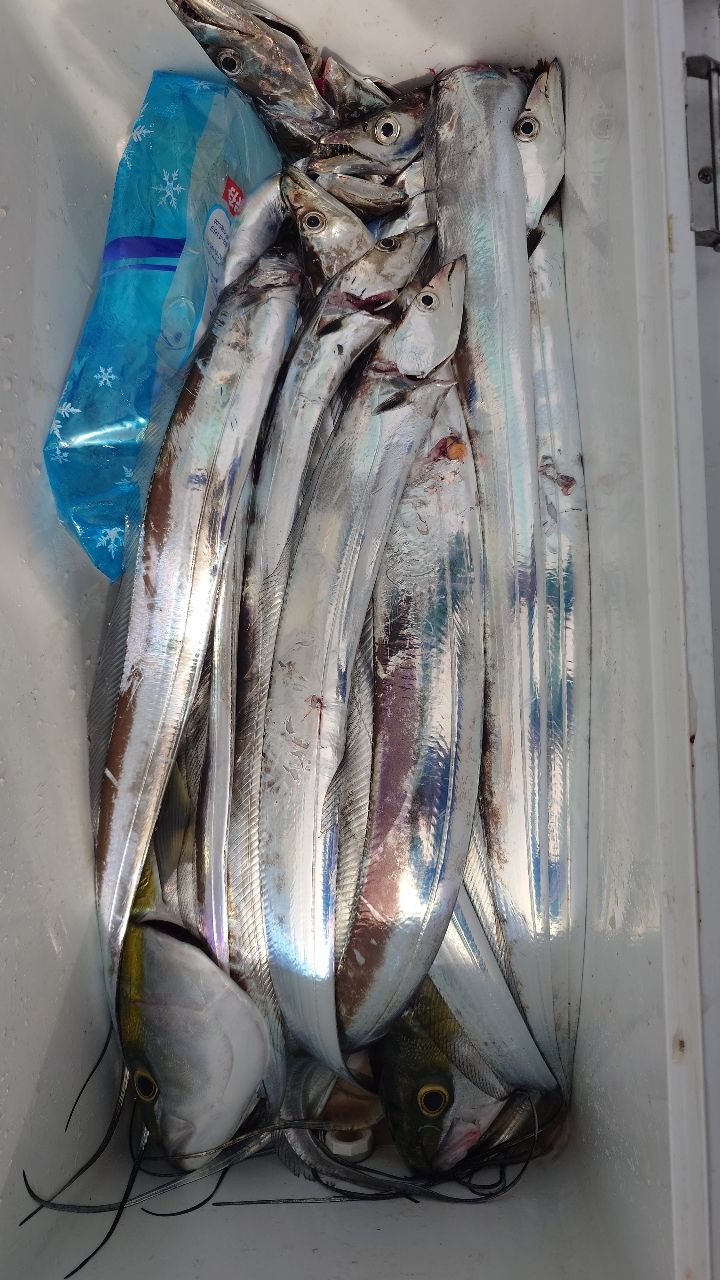 友っちさんの釣果 2枚目の画像