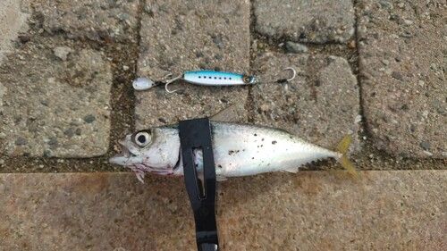 サバの釣果