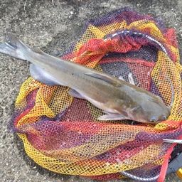 アメリカナマズ