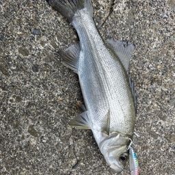 セイゴ（マルスズキ）