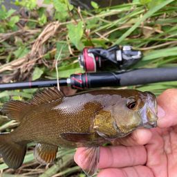 スモールマウスバス