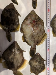 カワハギの釣果