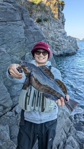 アイナメの釣果