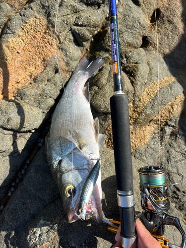 ヒラスズキの釣果