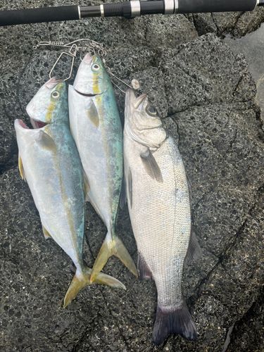 ヒラスズキの釣果