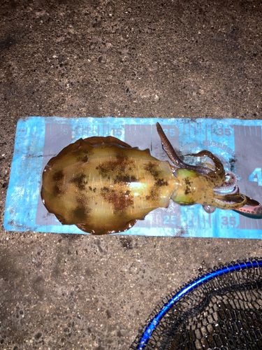 アオリイカの釣果