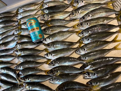 アジの釣果