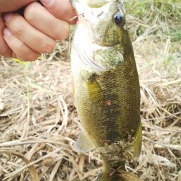 ラージマウスバス