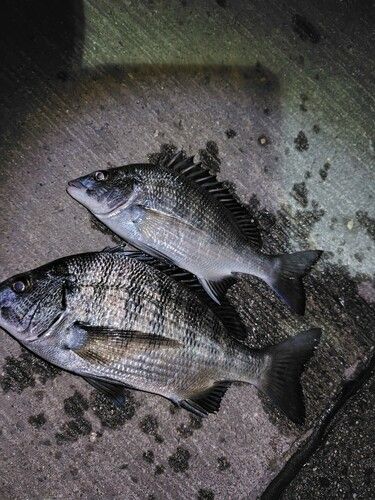 クロダイの釣果