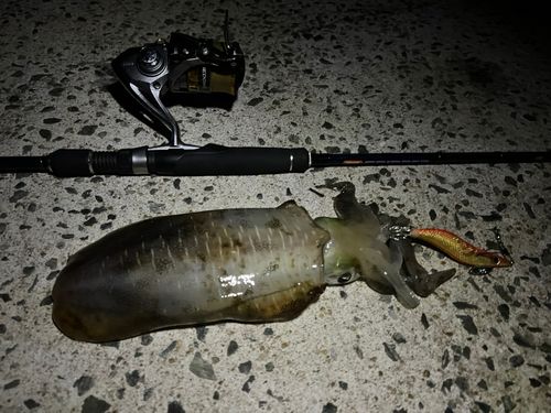 アオリイカの釣果