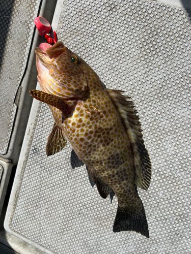 オオモンハタの釣果