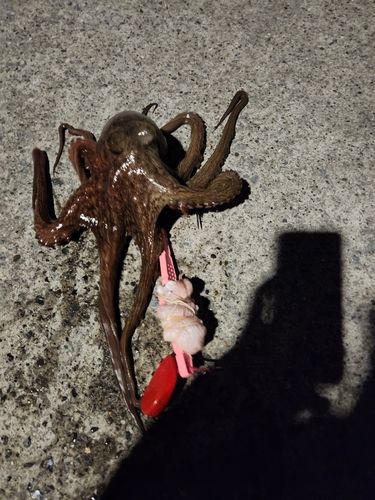 金沢水際線緑地（福浦岸壁）