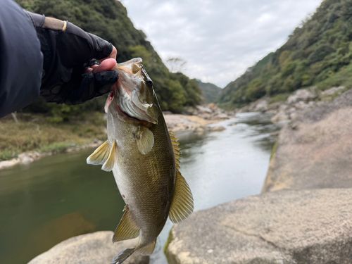 スモールマウスバスの釣果