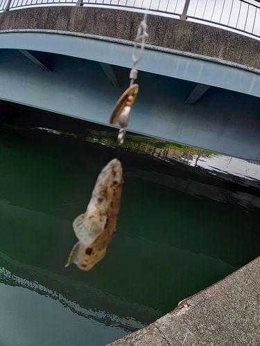 マハゼの釣果