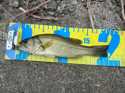 ブラックバスの釣果