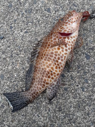 オオモンハタの釣果