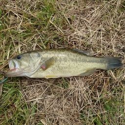 ラージマウスバス