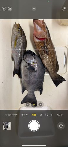 イシダイの釣果