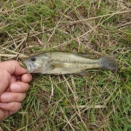 ラージマウスバス