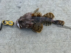 マカジカの釣果