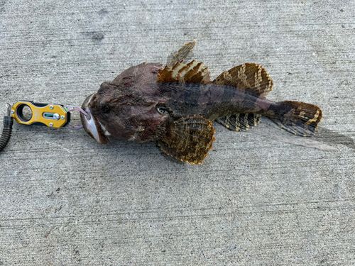 マカジカの釣果