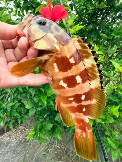 アカハタの釣果