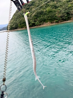 アオヤガラの釣果