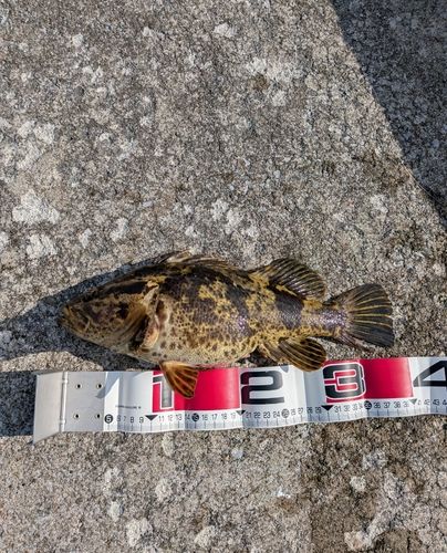 タケノコメバルの釣果
