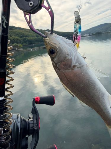 セイゴ（ヒラスズキ）の釣果