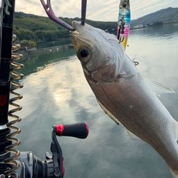 セイゴ（ヒラスズキ）