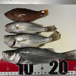 セイゴ（ヒラスズキ）