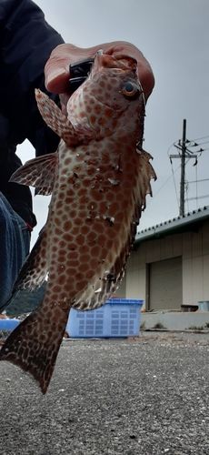 内浦湾（沼津）