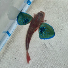 ホウボウの釣果