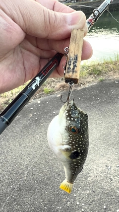 クサフグの釣果