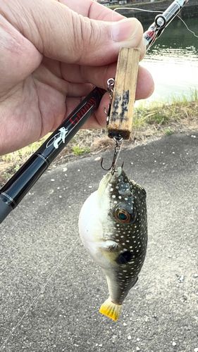 クサフグの釣果