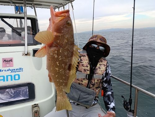 キジハタの釣果