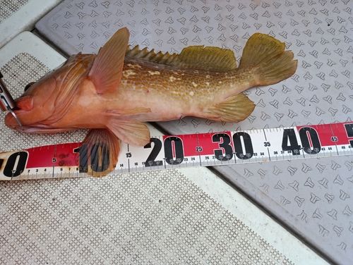 キジハタの釣果