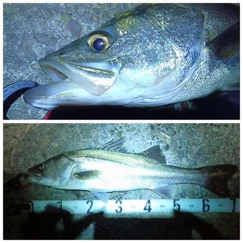 シーバスの釣果