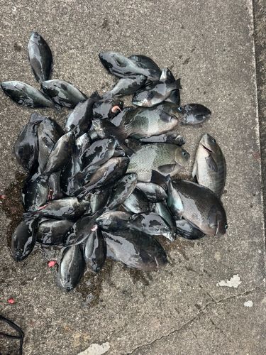 グレの釣果