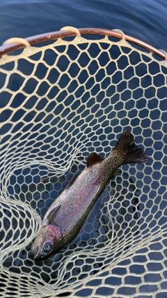 ニジマスの釣果