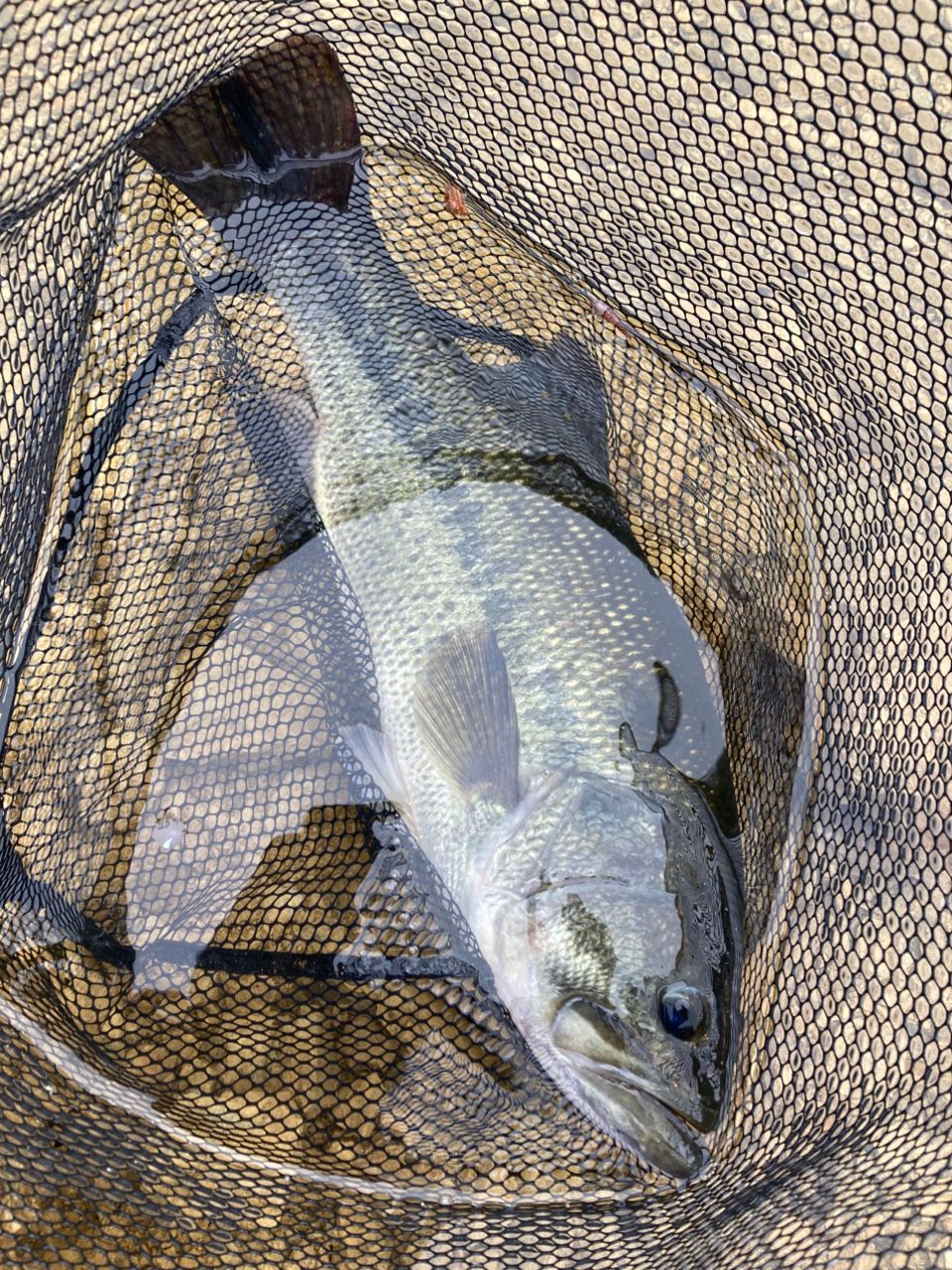 DAIWA 19ブラックレーベル SG 682L/MLXS-STの最安値・インプレ・釣果